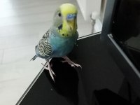 Ücretsiz sahiplendirme muhabbet kuşu