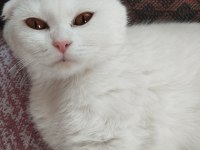 British Blue Point Ve Scottish Fold