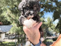 Sevimli Maltipoo Köpekler