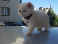 British Golden Babadan Beyaz Cins Yavru Kediler