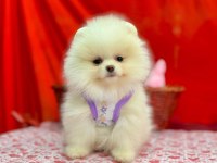 Safkan Pomeranian Boo Köpekleri