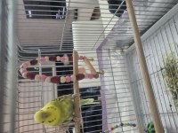 2.5 Yaşında Dişi Rainbow Muhabbet Kuşu