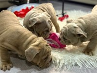 Türkiye deki en güzel ingiliz bulldog yavrularımız