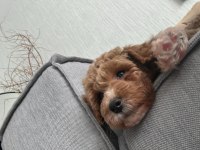 Toy Poodle 3 Aylık Dişi