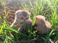 Scotish Fold Yavru Kedimiz