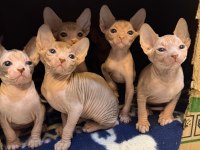 Yavru sfenks 2 aylık