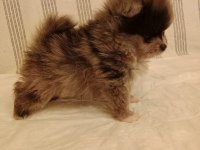 Ömürlük Irk Garantili Pomeranianlar