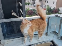 Sevgi Dolu Yuvaya İhtiyacı Olan Tatlı Bir Sarman