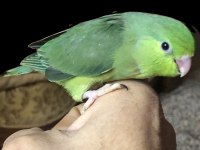 Elle Beslemeye Uygun Forpus Yavrular