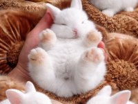 Cüce Tavşan Yavruları (Küçük Irk)