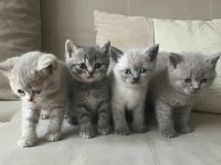 Balıkesir'de 3 Aylık Yavru Kediler