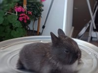 Cüce Tavşan (Nedherland Dwarf)