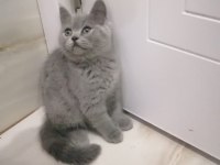 British Shorthair Ve Longhair Bebekler
