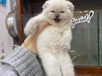 2 Aylık Scottish Fold Shorthair Yavru Kedilerimiz