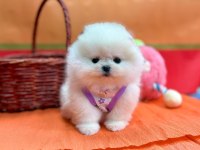 Safkan Pomeranian Boo Yavru Köpeklerimiz