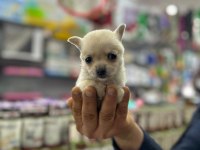 Teacup Bardak Boy Chihuahua Erkek Ve Dişi Yavrular