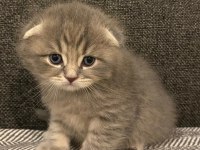 Rezerveye açık 1 aylık scottish fold yavrular