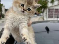 Saf Golden Ny11 & Silver Ns11 Scottish Fold