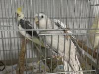 Dişi eşe hazır kızgın sultan papağanı