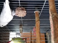 Genç Dişi Muhabbet Kuşu