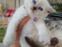 Scottish Straight Dişi Yavrum