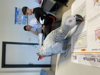 Üst Düzey Jako Papağanı 4 Yaşında