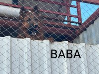 Orjinal Alman Kurdu Yavrusu