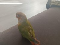 1.5 Yaşında El Besleme Konur