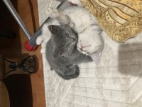 British shorthair kedimiz