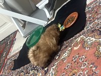 42 Günlük Pekinez Yavrusu