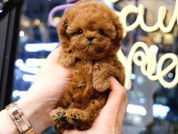 Güzel Kore Poodle Bebeklerim