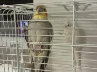 Çift Sultan Papağanı