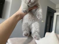 Saf kan lilac british shorthair bebeklerim