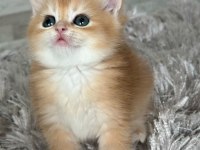 Golden Pofuduk Bir British Kız