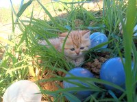 Exotic Shorthair Yavru Kedimiz
