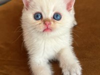 Safkan British Shorthair Golden Point Yavrular