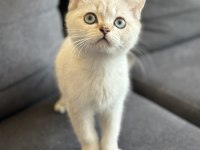 Lynx british shorthair bebekler