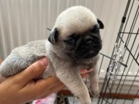 Pug Bebekler