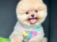 Safkan Pomeranian Boo Yavru Köpekler
