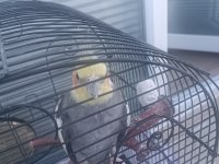 Erkek Sultan Papağanı