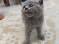 Yavru Kedilerimize Yuva Arıyoruz