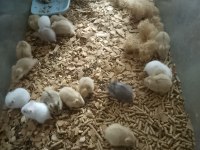 60-80 adet gonzales yavru hamster