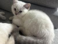 Topaç gibi british shorthair oğlumuz