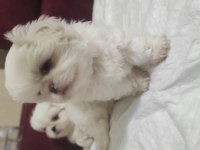 2 Aylık Pekingese Yavrular