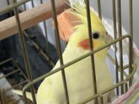 8 aylık sultan papağanı kafesi ve malzemeleriyle