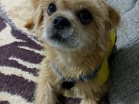 Ben Lusy 5 Aylık Bebek Köpeğim