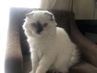 Acil Yavru - Yetişkin British Ve Scottish Kediler