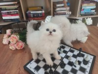 Silver british longhair yavru