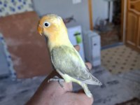 Cennet Yavru El Besleme İsteyene Hazır Takım Olarak