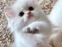 Şecereli British Longhair Blh Ny1133 Erkek